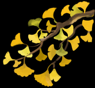 备兑开仓收益掂量指标