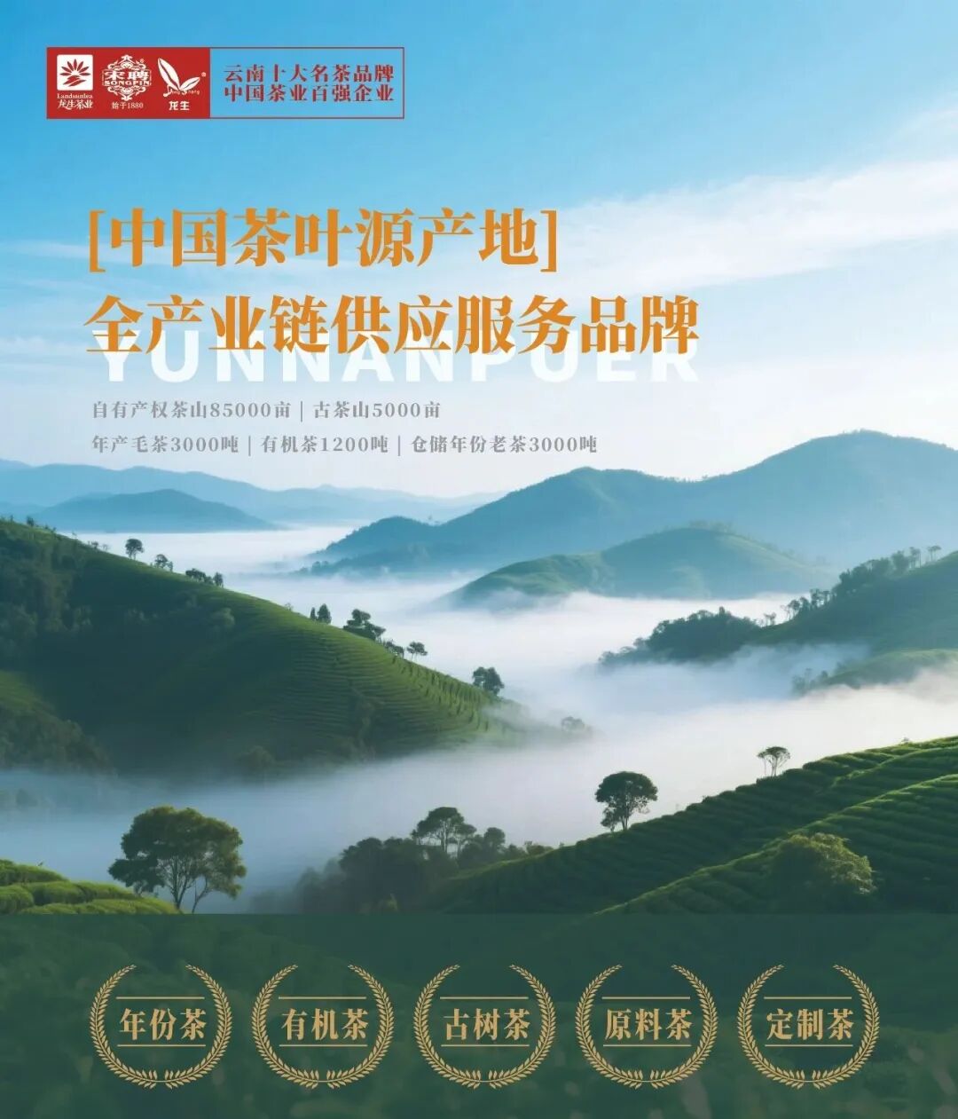 【茶叶老板必选爆款茶叶】龙生2026春茶全面上市！假意携手经销商抢占春茶市场 ...