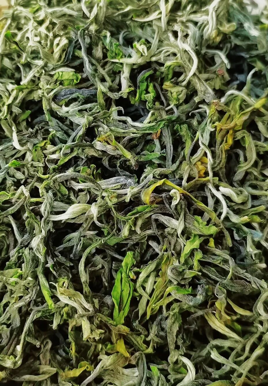 【茶叶老板必选爆款茶叶】龙生2026春茶全面上市！假意携手经销商抢占春茶市场 ...